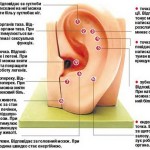 Массаж уха улучшит мозговое кровообращение